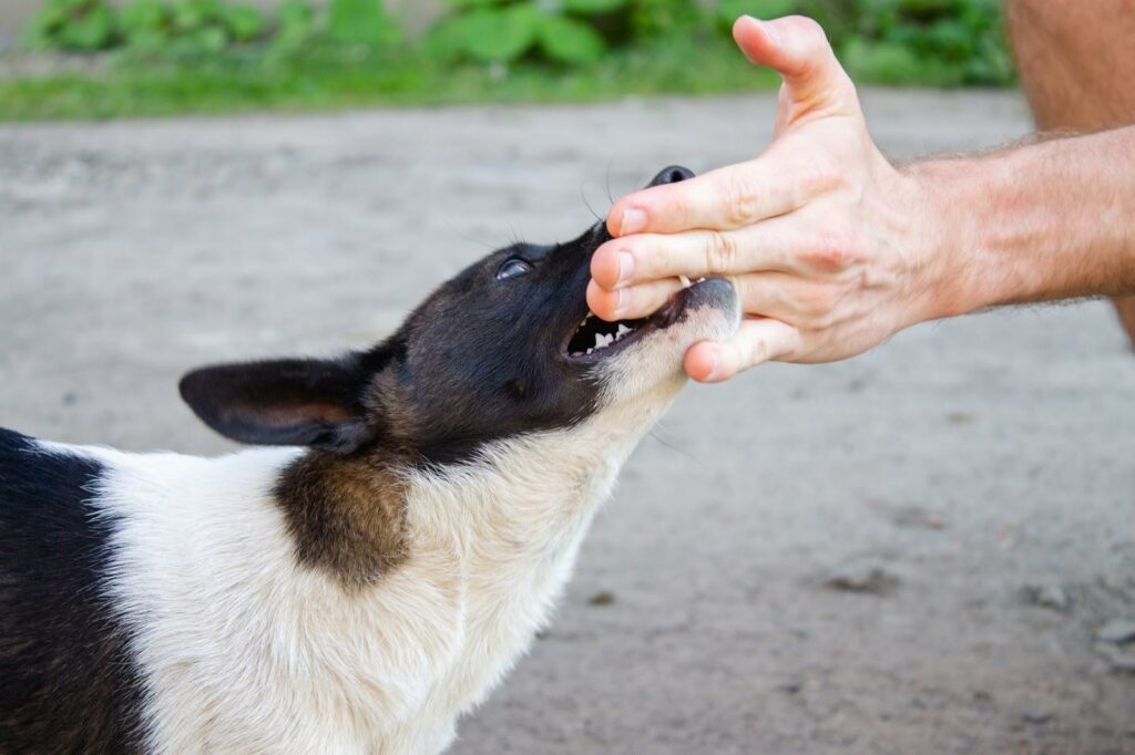 Man may need a dog bite lawyer after medium black and white dog bites his hand Man may need a dog bite lawyer after medium black and white dog bites his hand