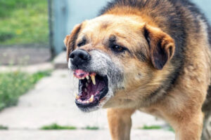 A dog aggressively bares his teeth. Missouri dog bite laws help to hold dog owners accountable for the injuries their dogs cause bite victims.