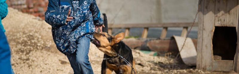 A child wearing jeans and a coat runs from a dog biting his coat. A dog bite can be particularly harmful to children.