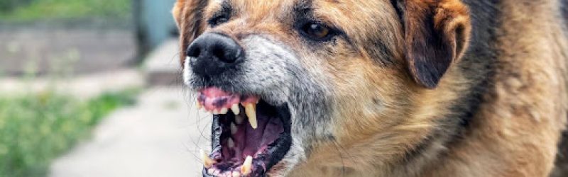 A dog aggressively bares his teeth. Missouri dog bite laws help to hold dog owners accountable for the injuries their dogs cause bite victims.
