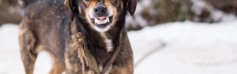 Dog getting ready to bite.