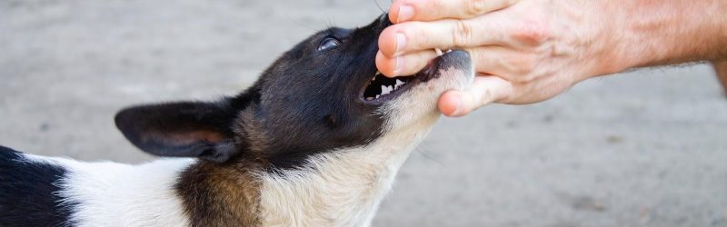 Man may need a dog bite lawyer after medium black and white dog bites his hand Man may need a dog bite lawyer after medium black and white dog bites his hand